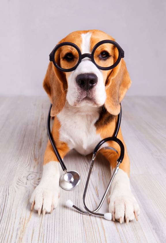 Routine Pet Checkups in Colorado Springs