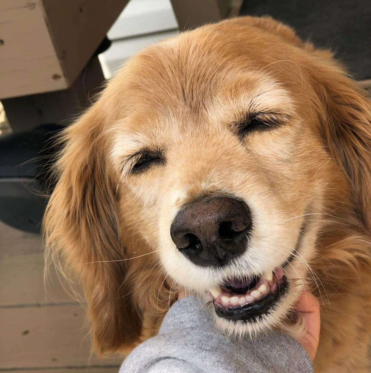 AAHA Accredited Dog