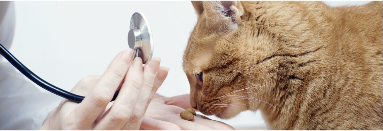 Cat preventative care in Colorado Springs