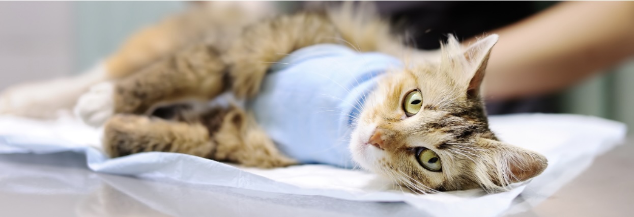 Cat Surgery in Colorado Springs