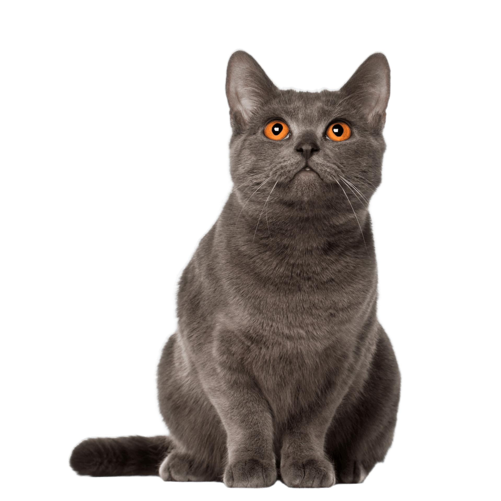 Cat Wellness Exams in Colorado Springs