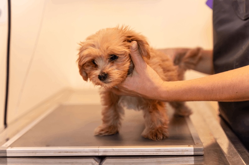 Pet Xrays in Colorado Springs