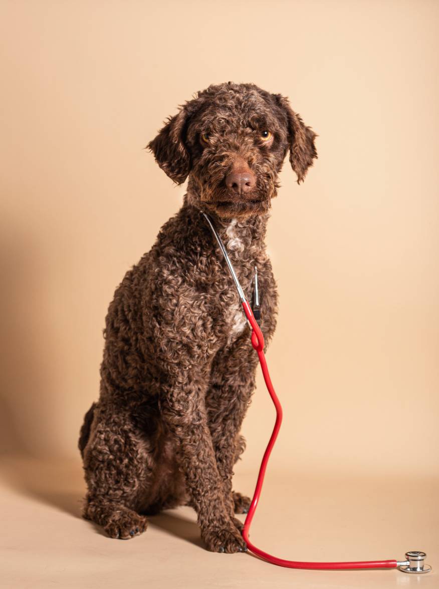 Pet Emergency Signs in Colorado Springs