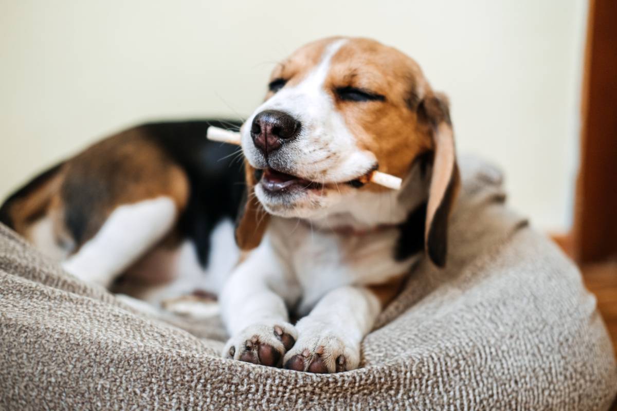 Puppy chewing a dental chew stick for pet dental care in Colorado Springs