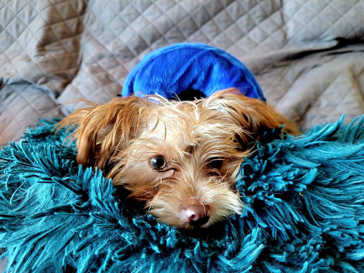 Spay and Neuter Surgery in Colorado Springs