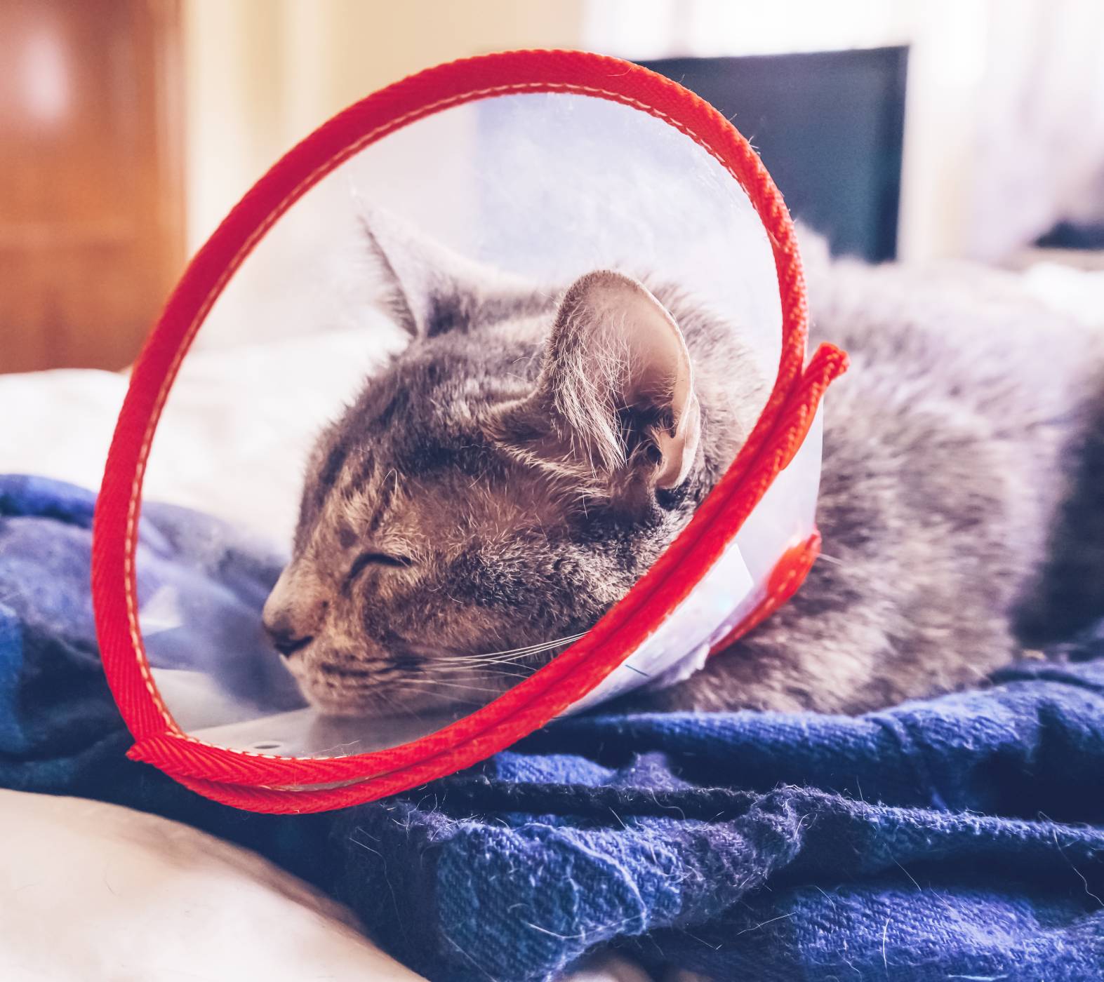 Pet Surgical Services in Colorado Springs