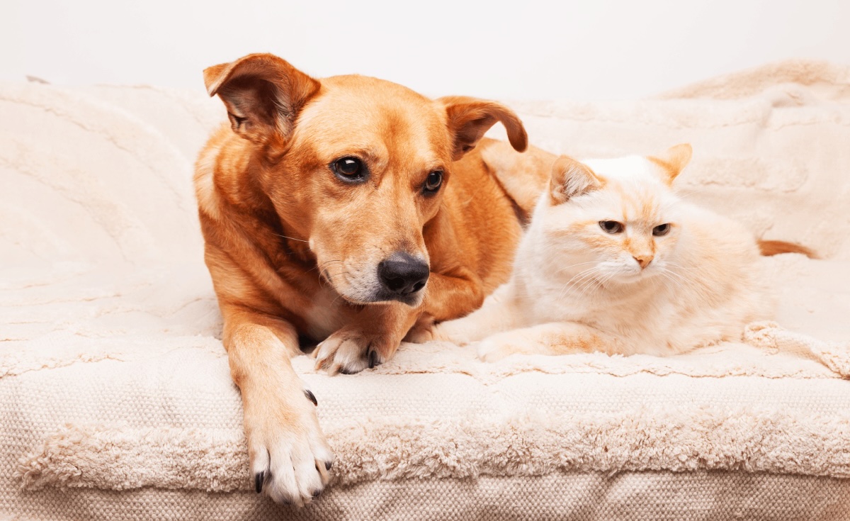 Pet Parasite Control Program in Colorado Springs