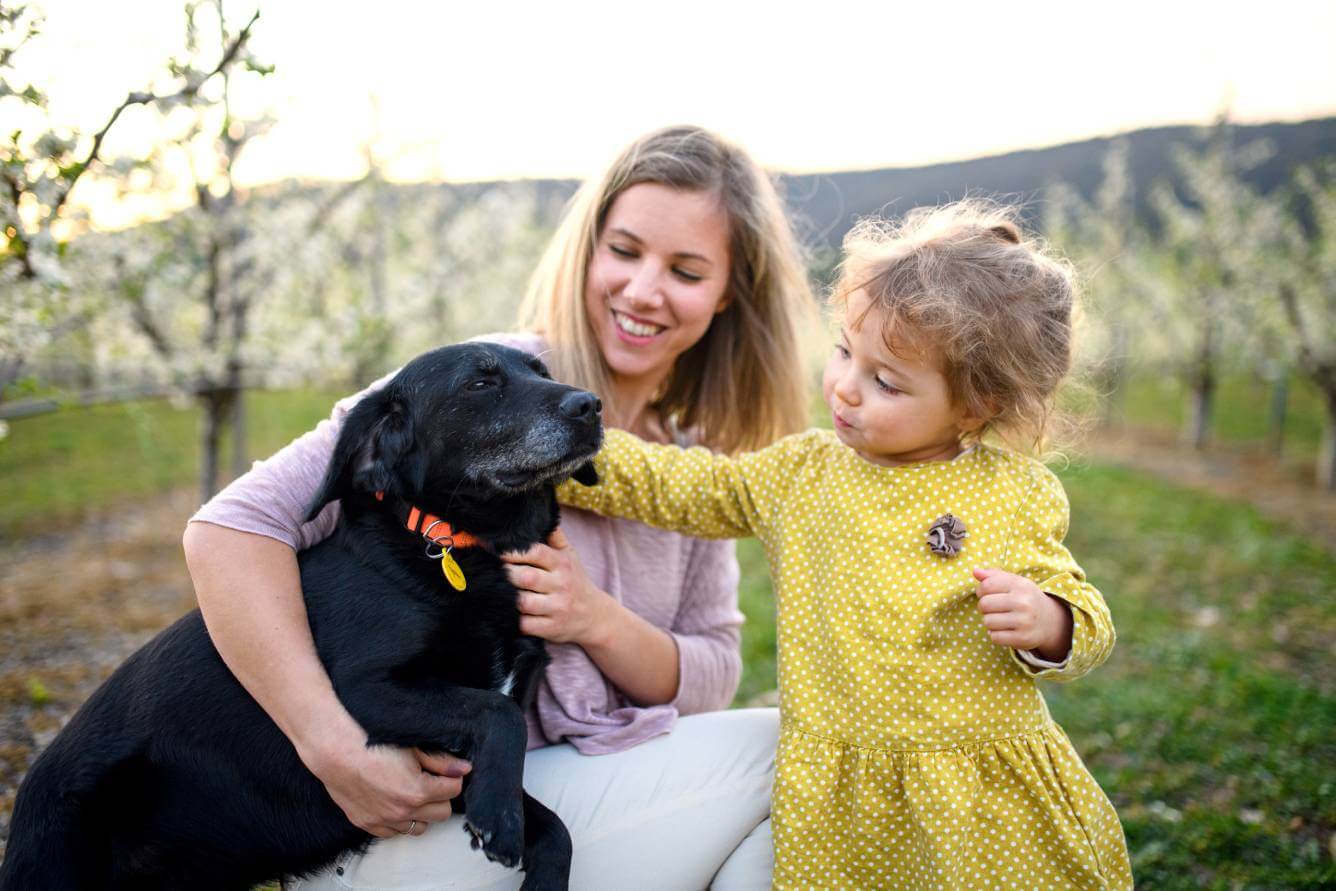 Quality Care for Senior Pets in Colorado Springs
