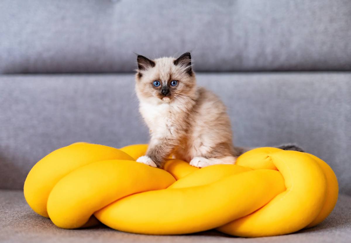 Puppy and Kitten Care at home in Colorado Springs