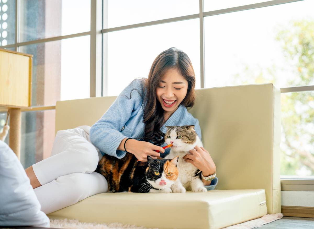 Cat being fed a dental diet at home in Colorado Springs