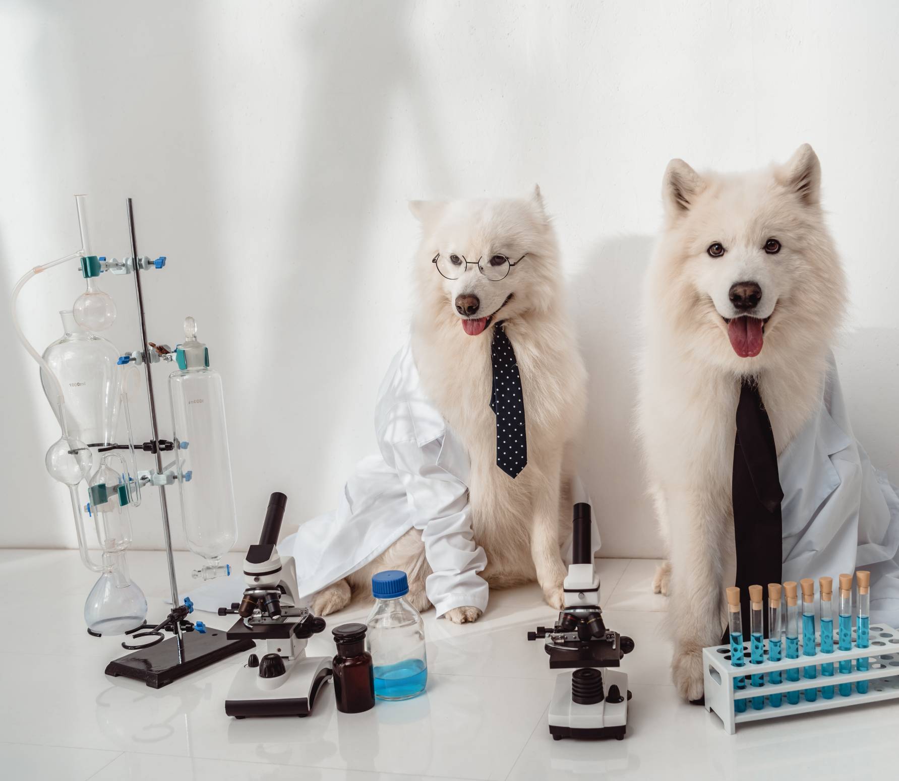 Pet Preventative Labwork in Colorado Springs