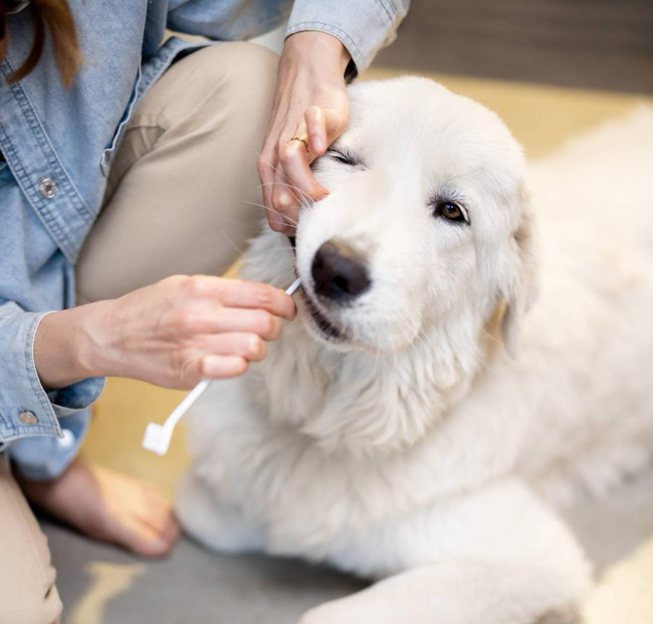 Woman brushing her dog's teeth for pet dental care in Colorado Springs, CO