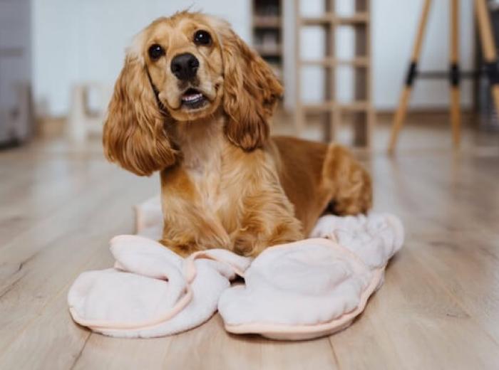 Cold Weather Safety Tips for Pets