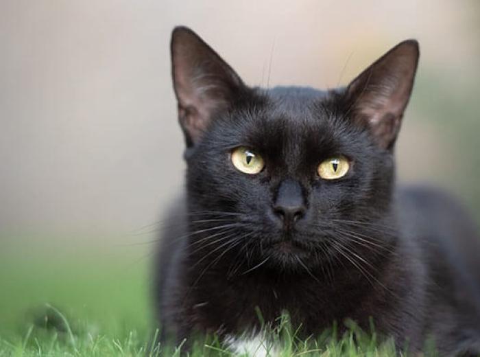 Fire Safety for Pets in Colorado Springs