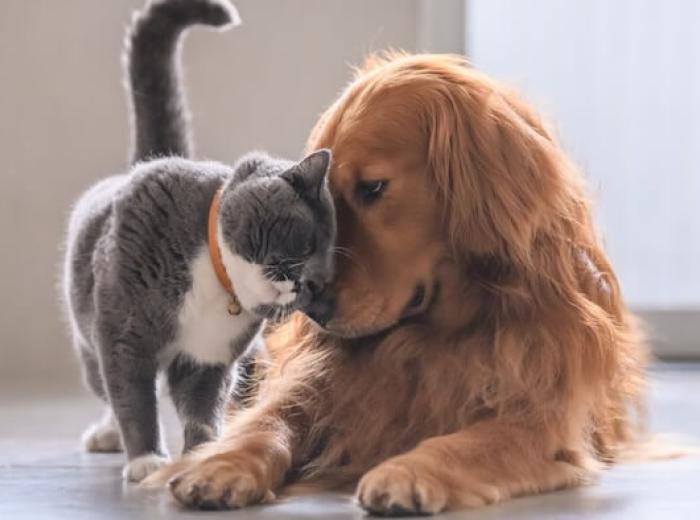 Year-Round Parasite Prevention for Pets