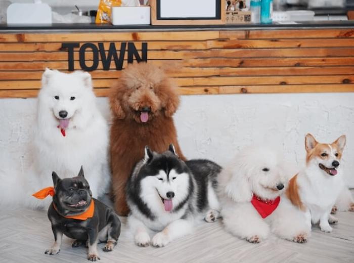 Welcome to the Best Animal Care Hospital in Colorado Springs