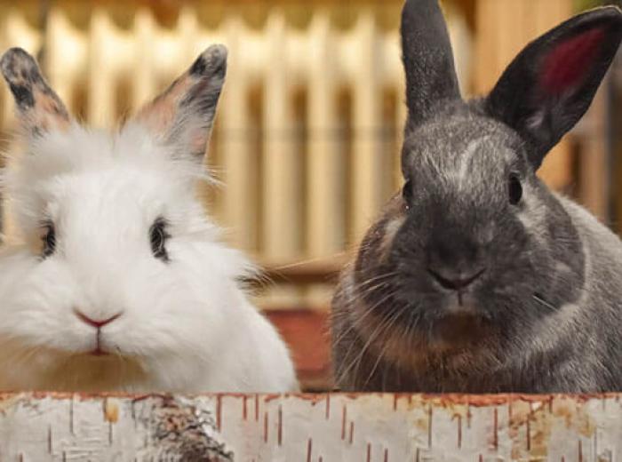 Thinking of Getting an Exotic Pet? Read This First