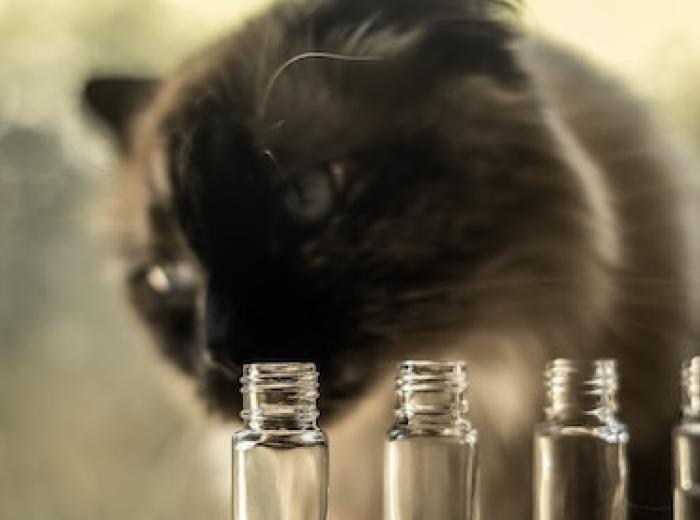 Essential Oils: Are They Safe for Pets?
