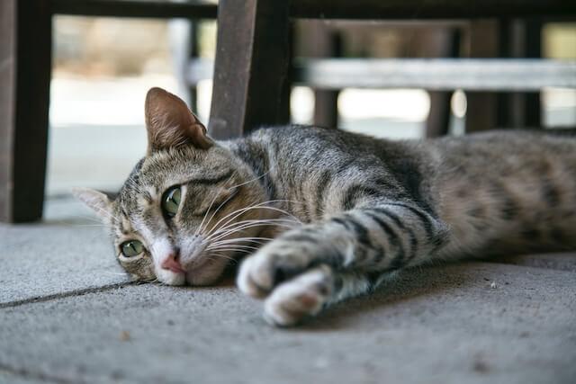 Cat Care